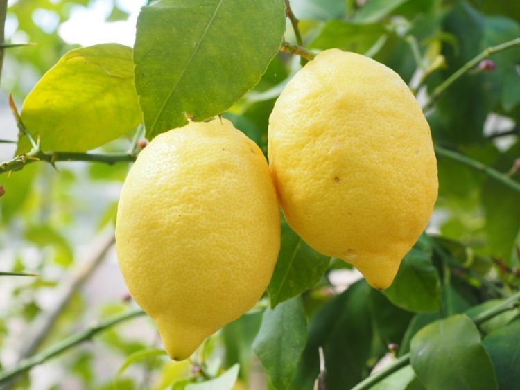Рецепт похудения с помощью лимонов