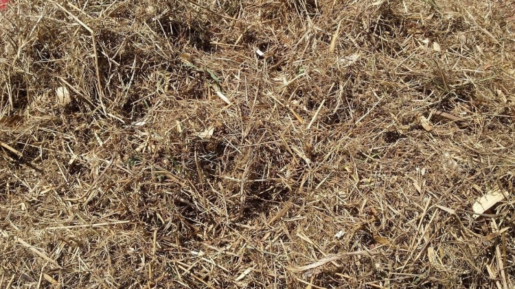 Покос травы: как использовать скошенную траву
